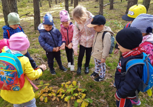 dzieci w lesie oglądają młode drzewka dębu